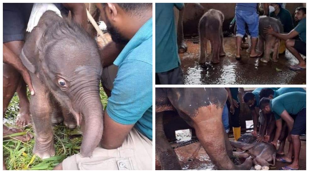 pinnawala-twin-elephant-birth-2021