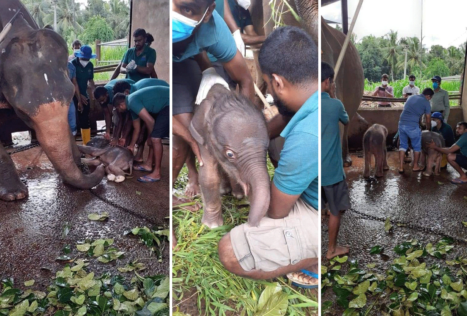 Wonderous Twin Elephant Birth In Sri Lanka