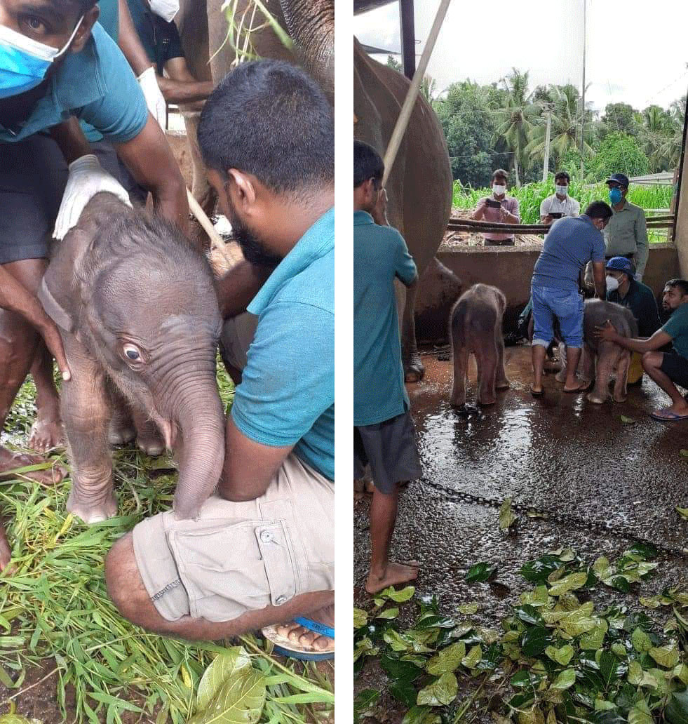 Historical Day of Twin elephant birth in Pinnawala, Sri Lanka