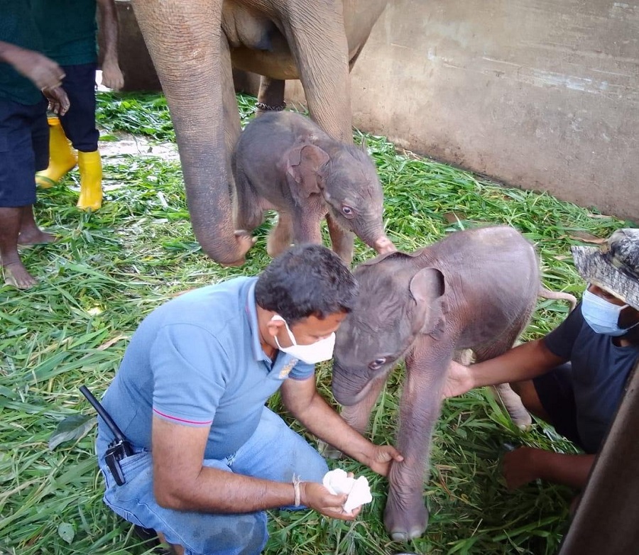 nation-pinnawala-twin-elephant-birth
