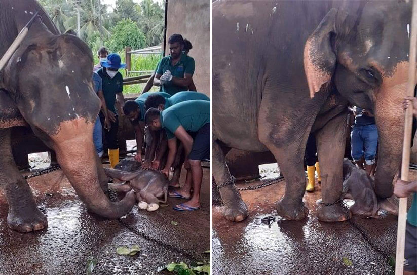 Historical Day of Twin elephant birth in Sri Lanka