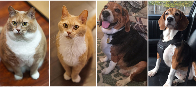 Pets lose their cuteness when they lose weight, as these 18 photos show