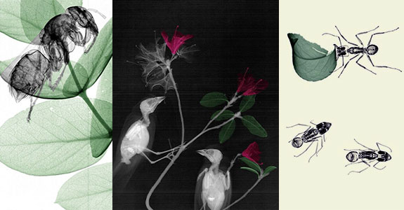 Amazing X-Ray Images of Natural Scenes by Medical Physicist Arie van 't Riet (50 Picks)
