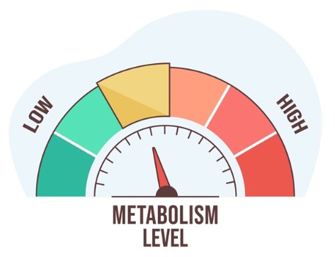 Metabolic Control of Longevity: Unveiling the Pathways to a Longer Life