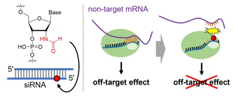 Solving the side effect problem of siRNA drugs: Formamide Modifications Offer New Hope for Genetic Disease Treatment